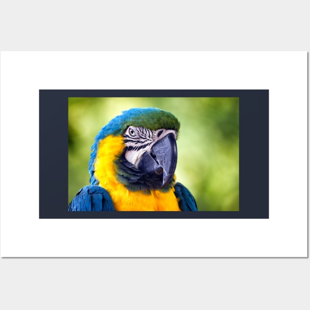 Macaw Parrot Wall Art by InspiraImage